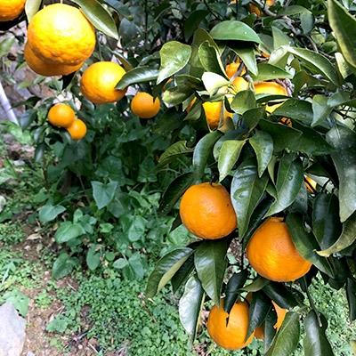 ふるさと納税 湯浅町 カラ(なつみ)家庭用9kg