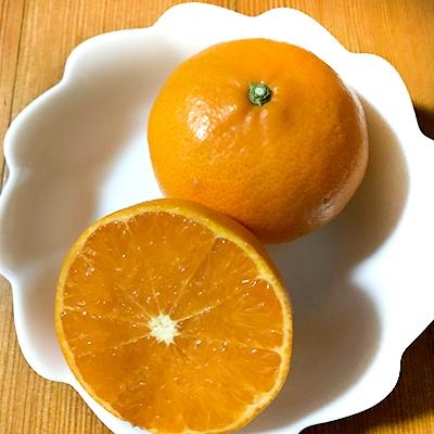 ふるさと納税 湯浅町 せとか(粒ぞろい)5kg