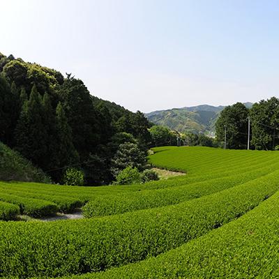 ふるさと納税 藤枝市 早摘みの贅沢オーガニック茶(有機栽培) 3種セット_2