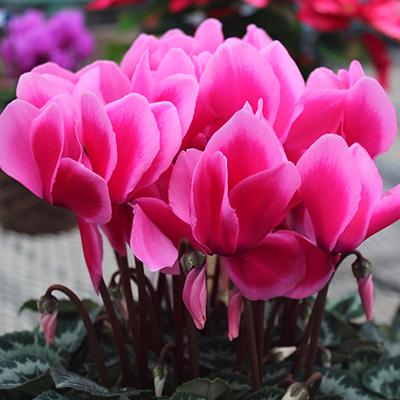 ふるさと納税 藤枝市 高級感溢れるボリュームのシクラメン鉢植え 6号鉢入 ピンク系