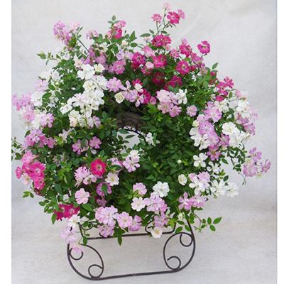 ふるさと納税 藤枝市 [母の日に!]ウェルカムレンゲローズ 四季咲きミニバラ リング植え スタンド