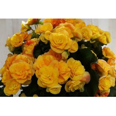 ふるさと納税 藤枝市 [母の日に!]バラ咲きリーガースベゴニア鉢植え 5号黄色系