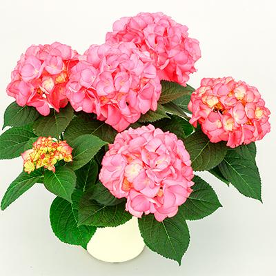 ふるさと納税 藤枝市 [母の日に!]アジサイ鉢植え ピンク系 5号 (おまかせ)