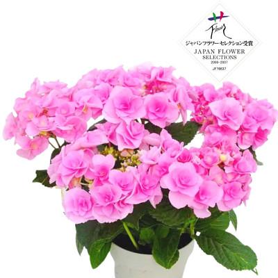 ふるさと納税 藤枝市 [母の日に!]アジサイ鉢植え フェアリーアイ ピンク5号