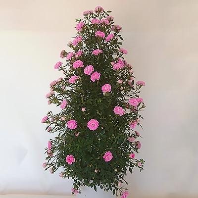 ふるさと納税 藤枝市 [母の日に!] バラ鉢植え舞姫タワー仕立て 5号