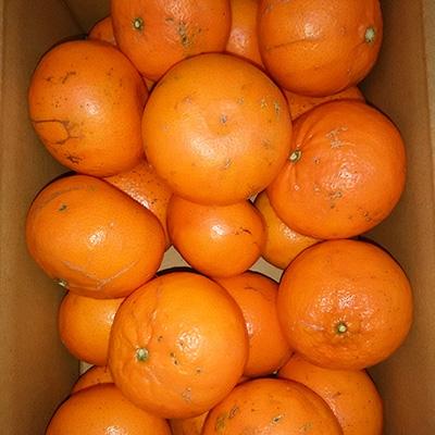 ふるさと納税 宇城市 麗紅(れいこう)3kg(家庭用)(約15〜25個)