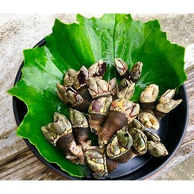 ふるさと納税 屋久島町 屋久島産 加熱用「亀の手」500g[海水で冷凍]