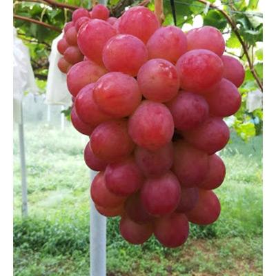 ふるさと納税 美作市 [2026年先行受付]パリッと皮ごと食べられるマスカットビオレ1.3kg