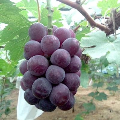 ふるさと納税 美作市 [2026年先行受付]美作市産 朝採りニューピオーネ 2kg(4房〜5房)