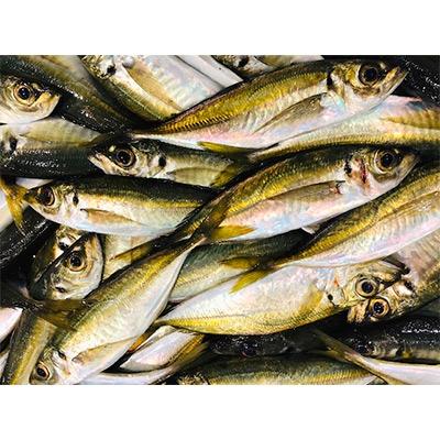 ふるさと納税 八幡浜市 竹中水産のお手軽、網真鯵1.5キロ![D22-244]