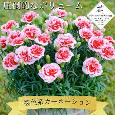 ふるさと納税 藤枝市 [5月出荷 母の日に!]ボリュームのカーネーション 鉢植え 複色系 5号カゴ付