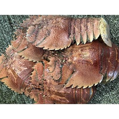 ふるさと納税 八幡浜市 竹中水産の珍重される海老「うちわ海老」1.5キログラム前後![H22-254]