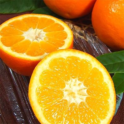 ふるさと納税 湯浅町 伊予柑(いよかん)[約5kg]和歌山県有田産春みかん(果実サイズおまかせ)