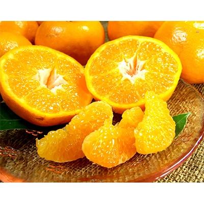 ふるさと納税 湯浅町 はるみ[約2.8kg]和歌山県有田産春みかん(果実サイズおまかせ)