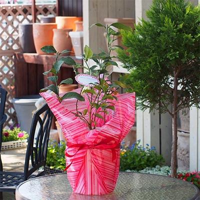 ふるさと納税 朝倉市 [母の日ギフト]レモンの木鉢植(白プラ鉢)