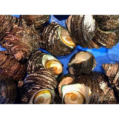 ふるさと納税 八幡浜市 竹中水産の「お手軽に活きサザエ約1.2キロ前後」![C22-256]