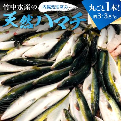 ふるさと納税 八幡浜市 竹中水産の「天然ハマチ」丸ごと1本!(約3キロ〜3.5キロサイズ)内臓処理済み[F22-257]