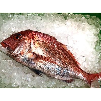 ふるさと納税 八幡浜市 竹中水産の「宇和海産-お刺身用天然真鯛」約2キロセット!(大、中、小混1枚〜3枚)[F22-262]