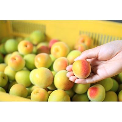ふるさと納税 紀の川市 観音山完熟オレンジ梅 3kg