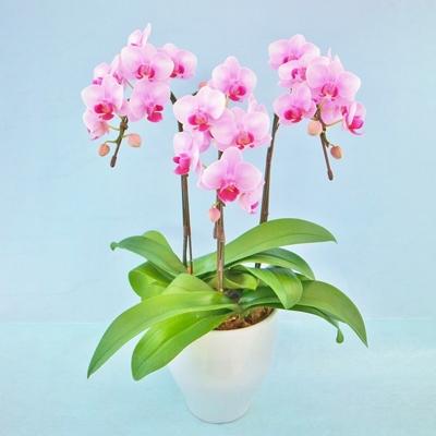 ふるさと納税 旭市 [椎名洋ラン園]ミディ胡蝶蘭・5号3本立ち