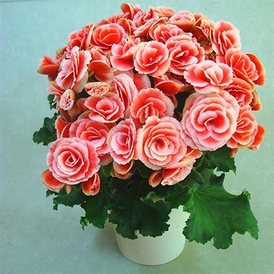 ふるさと納税 藤枝市 [ 母の日に!]ベゴニア鉢植え ボリアス5号