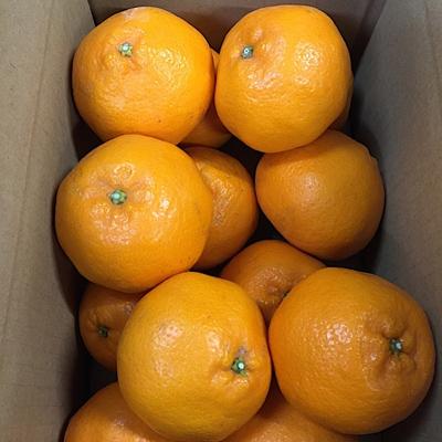 ふるさと納税 湯浅町 [先行受付][まごころ手選別]和歌山産 有田のはるみ 約4kg(サイズ混合)