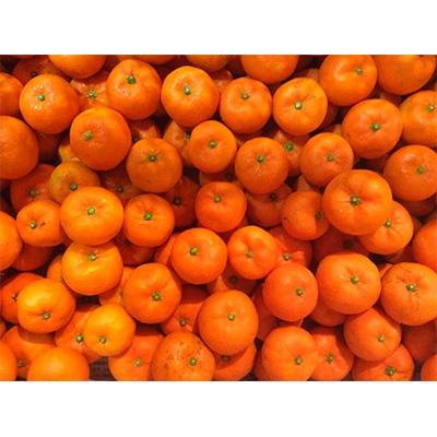 ふるさと納税 紀の川市 観音山みかん濃厚小粒ベイビー3kg