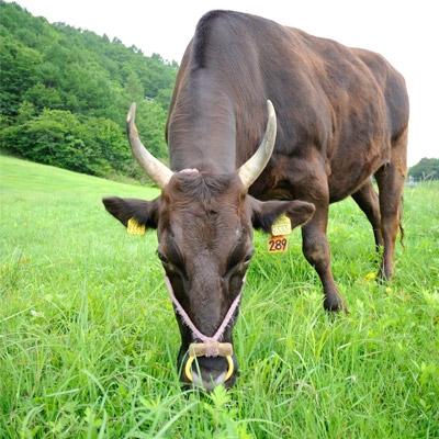 ふるさと納税 豊岡市 珠玉の但馬牛“但馬玄(たじまぐろ)”　切り落とし約1kg |  | 02