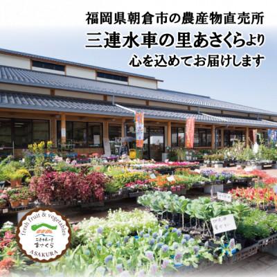 ふるさと納税 朝倉市 フルーツの里の直売所より　王秋梨4〜6玉(11月中旬発送)_1