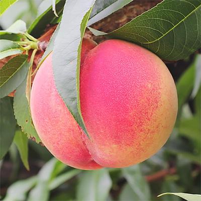 ふるさと納税 高森町 【長野県産】桃(あかつき) 約5kg 秀品〈2026年07中旬〜08中旬発送〉の画像