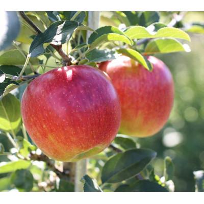 ふるさと納税 高森町 [長野県産!]甘〜いりんご(シナノスイート)約5kg 秀品