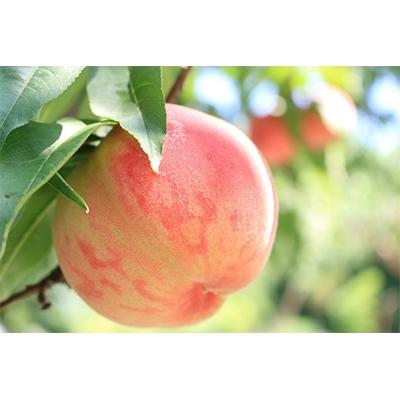 ふるさと納税 須賀川市 阿部農縁 福島県の桃2kg ふくしまの完熟もも