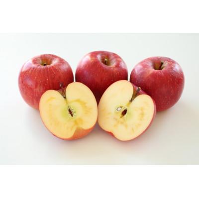 ふるさと納税 飯田市 人気の品種!長野県産りんご(サンふじ) 約3kg 秀品<2026年11月下旬〜12月中旬発送> |  | 01