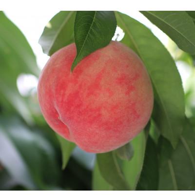 ふるさと納税 飯田市 長野県産 桃(あかつき)約5kg 秀品[2026年7月中旬〜8月中旬発送]