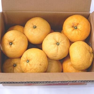 ふるさと納税 下田市 下田 甘夏 約7kg