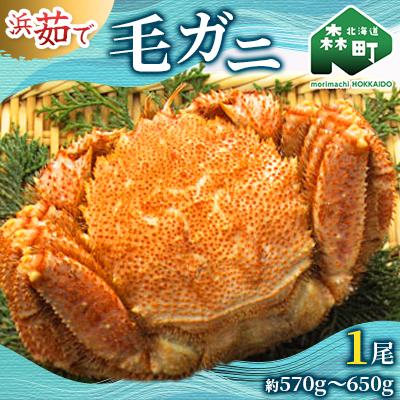 ふるさと納税 森町 [北海道産] 浜ゆで毛ガニ×1尾
