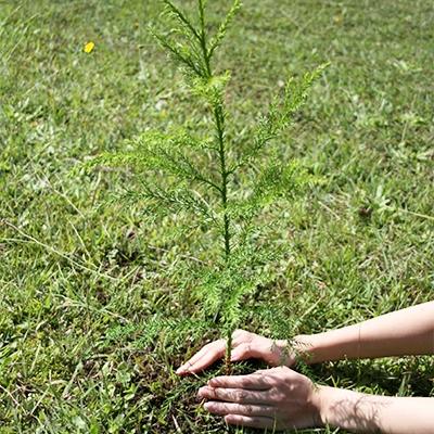 ふるさと納税 横手市 横手J‐クレジットで横手の森林をもっと身近に! CO2削減 1.25t相当