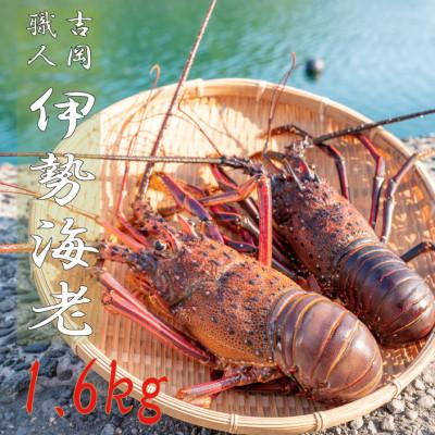 ふるさと納税 須崎市 吉岡の冷凍伊勢海老 1.6kg 2尾から8尾