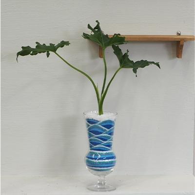 ふるさと納税 朝倉市 観葉植物のカラーサンド(中サイズ)(ブルー系)