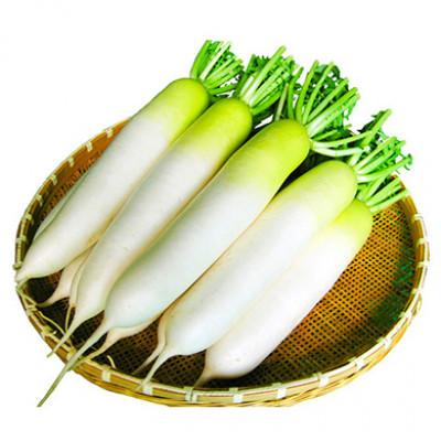 ふるさと納税 牛久市 うしく河童大根 (約10kg)