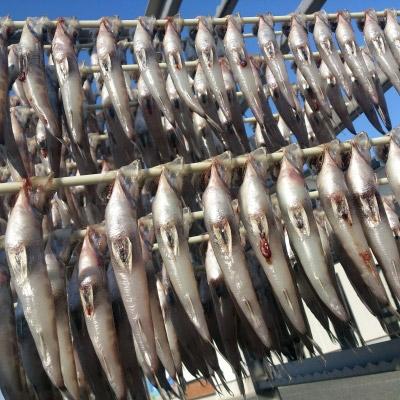 ふるさと納税 北茨城市 地魚干物 めひかり丸干し 200g×6