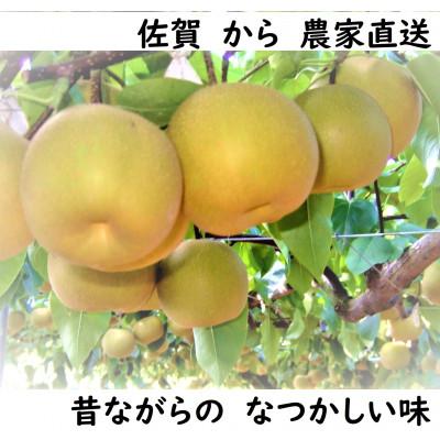 ふるさと納税 唐津市 人気品種のみ 特栽 今が食べごろ!旬の梨5kg 佐賀県唐津市産