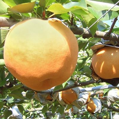 ふるさと納税 唐津市 人気品種のみ　特栽　今が食べごろ!旬の梨5kg　佐賀県唐津市産 |  | 01