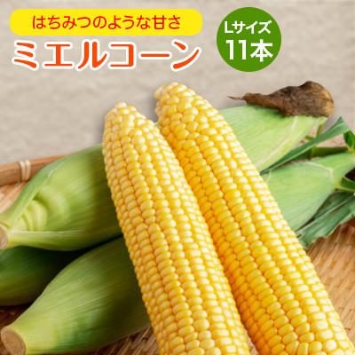 ふるさと納税 美幌町 [先行受付]2026年産 スウィートコーン!「はちみつのような甘さのミエルコーン」11本