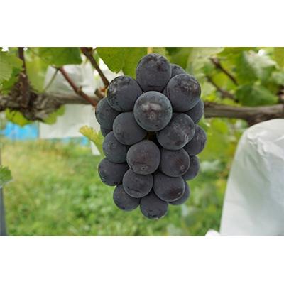 ふるさと納税 世羅町 世羅町産 種無しピオーネ 約1kg (2〜3房)