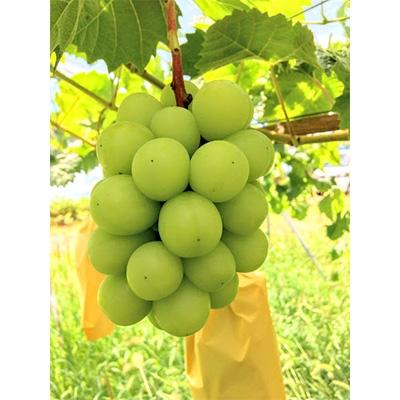 ふるさと納税 世羅町 世羅町産 種無しシャインマスカット 約2kg (4〜5房)