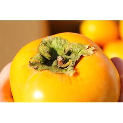 ふるさと納税 和歌山市 和歌山産 たねなし柿 5kg (サイズおまかせ)