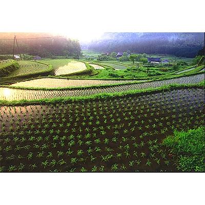 ふるさと納税 福知山市 サライ宿泊券と「鬼力の棚田米」セット(B)の画像