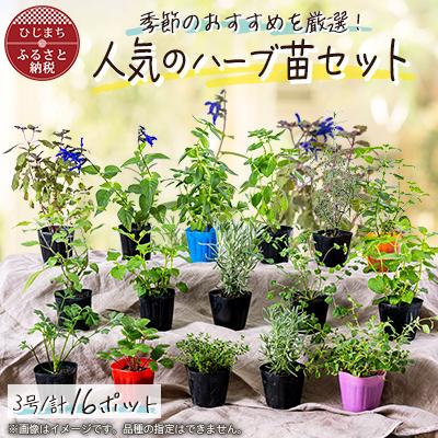 ふるさと納税 日出町 元気なおすすめハーブ苗16ポットセット【3号