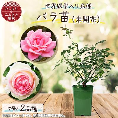 ふるさと納税 日出町 『おおがファーム』店長おすすめ 世界殿堂入りの